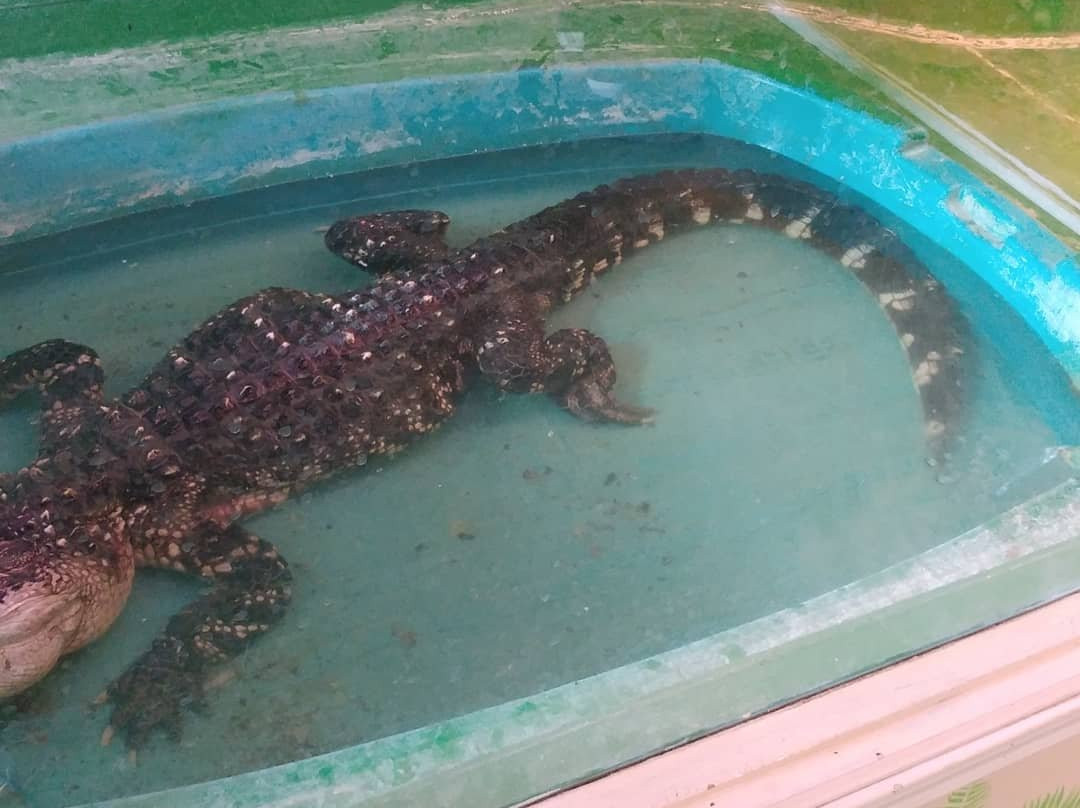 Border City Petting Zoo-劳埃德明斯特必去景点