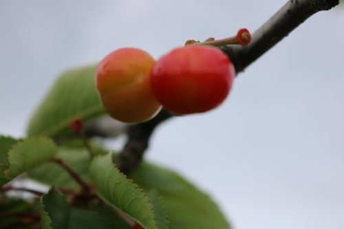 Fruits Park Niki-仁木町必去景点