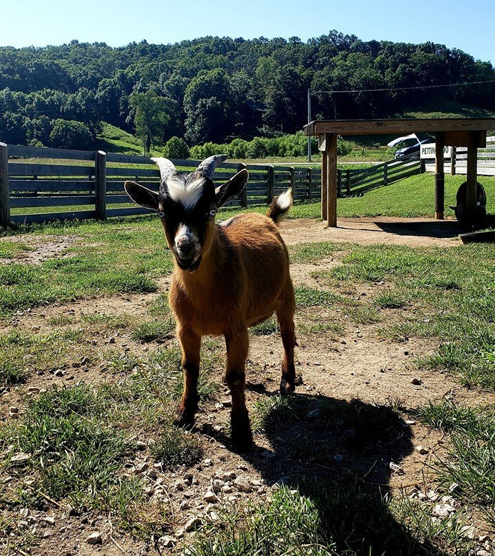 Fox's High Rock Farm-洛根必去景点