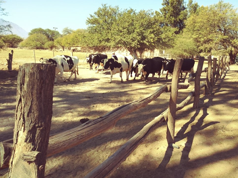 La Vaca Tranquila主图