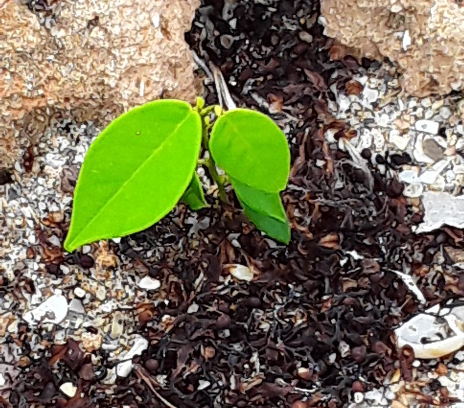 Stuart Beach-斯图尔特必去景点