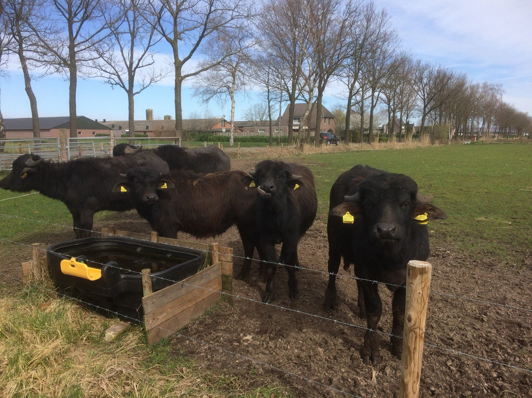 De Stoerderij Waterbuffels-Son en Breugel必去景点