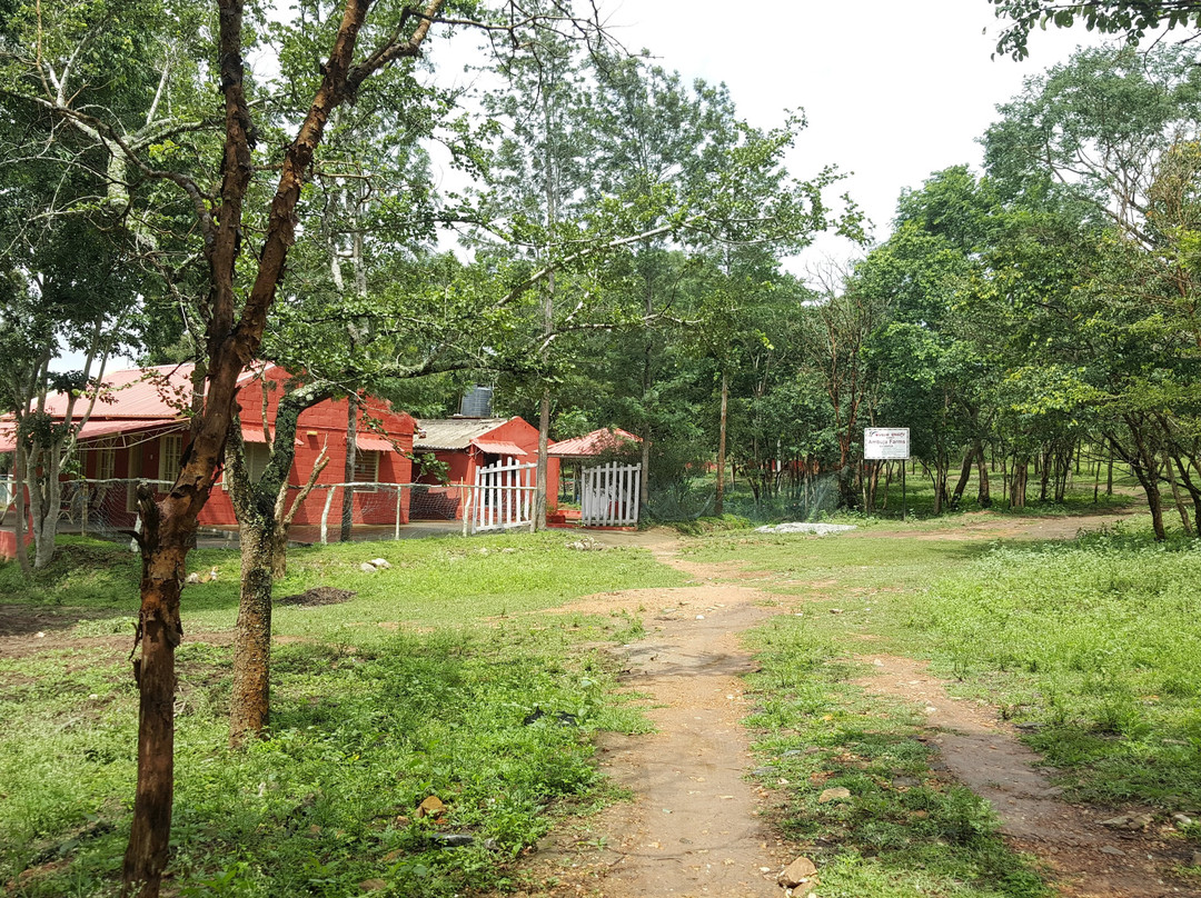Ambuja Farms主图
