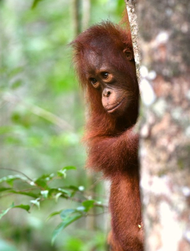 Borneo Eco Tour景点图片