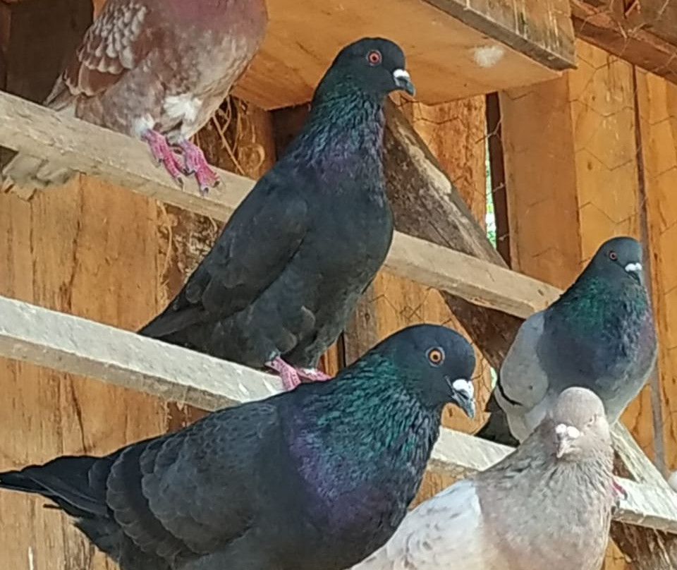 Pousada Rural Cabanas do Pontal主图