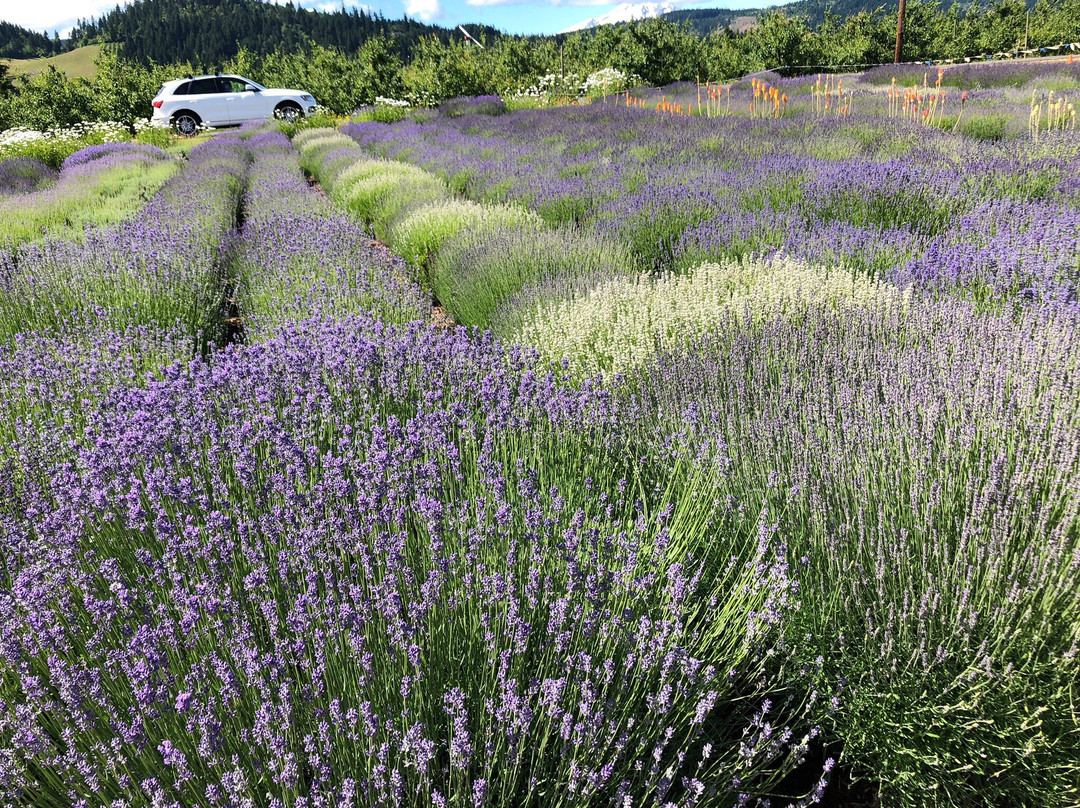 Hood River Lavender Farms景点图片