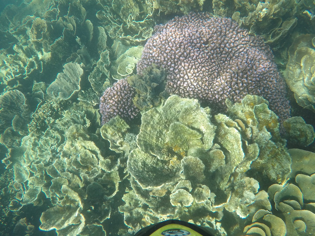 Ningaloo Kayak Adventures-珊瑚湾必去景点