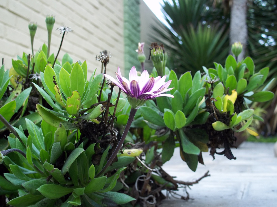 Bushbabies Inn主图