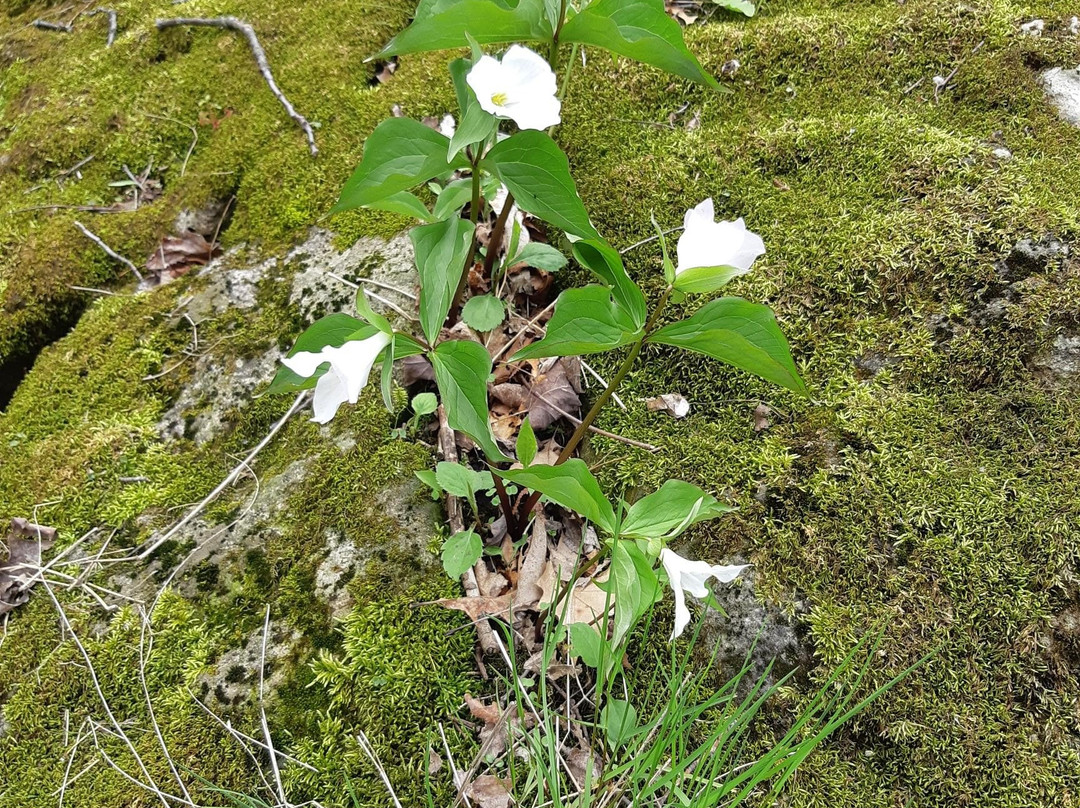 Crawford Lake Conservation Area景点图片