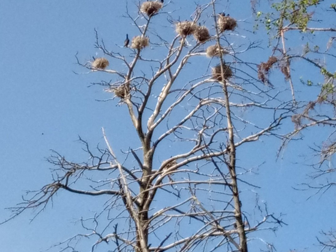Herons and Cormorants Colony of Juodkrantė-Juodkrante必去景点
