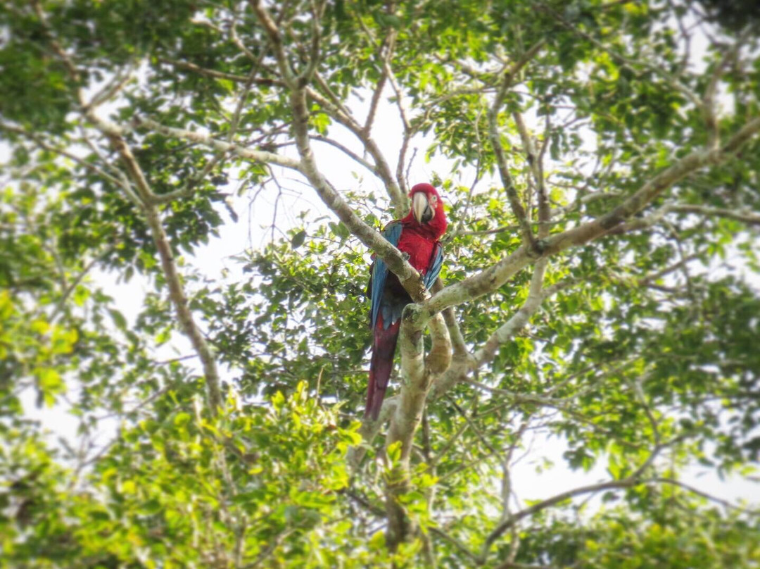 Max Jungle-Rurrenabaque必去景点
