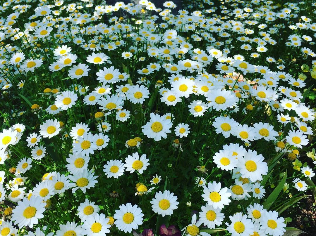 Sakura Hiroba-习志野市必去景点