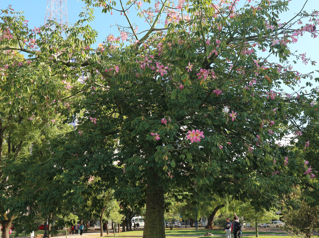 Plaza Rivadavia-Bahia Blanca必去景点