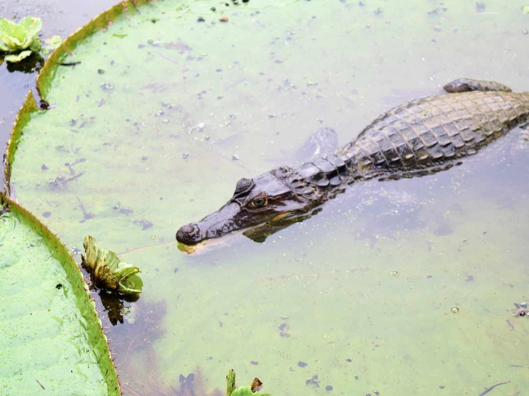 Jungle Tours Amazonas Colombia景点图片