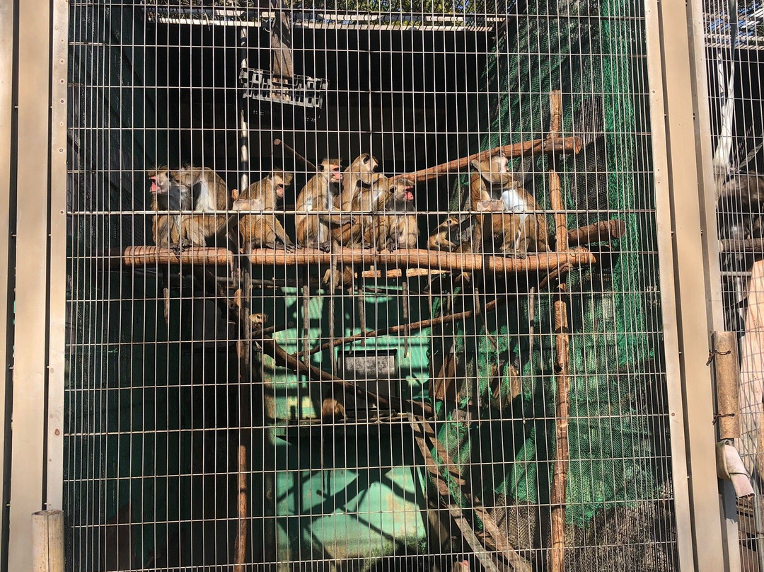 Japan Monkey Park-犬山市必去景点