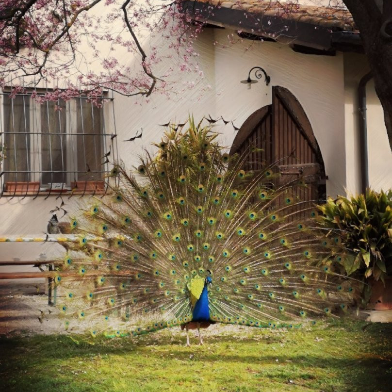 Agriturismo IL Molino Della Cagnoletta