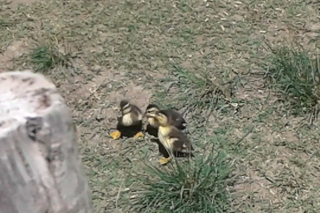 Burnside Touch Farm-东伦敦必去景点