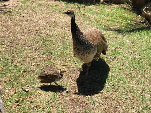 Harry Giddy Park-莫塞尔贝必去景点