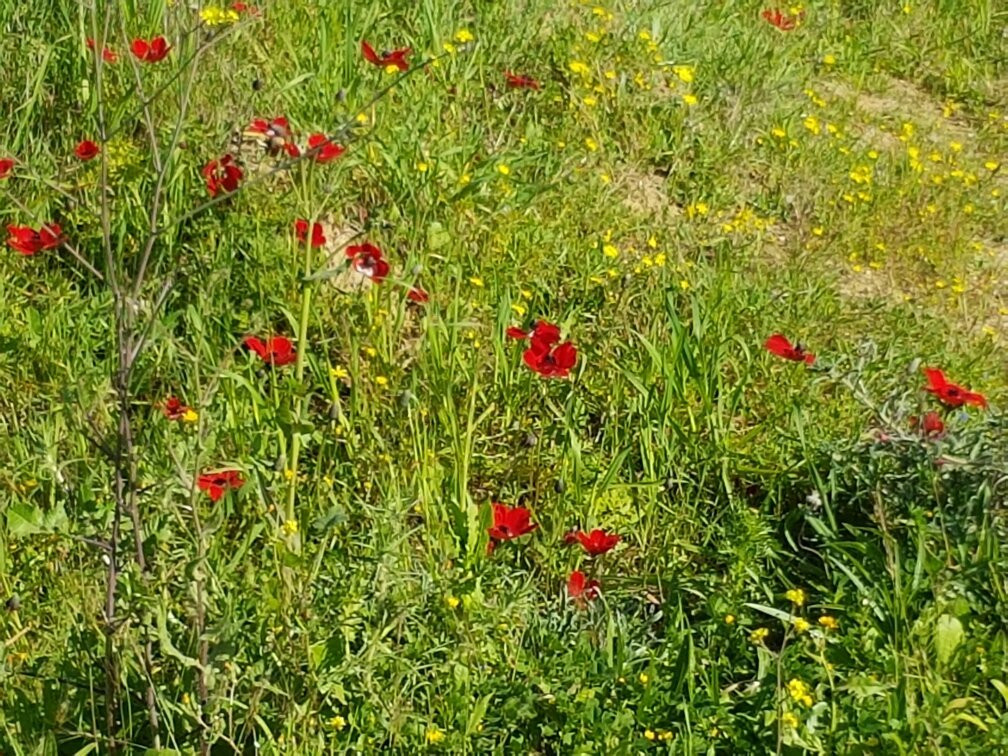 Beeri Forest-Sderot必去景点