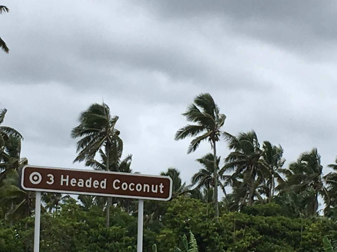 3 Headed Coconut景点图片