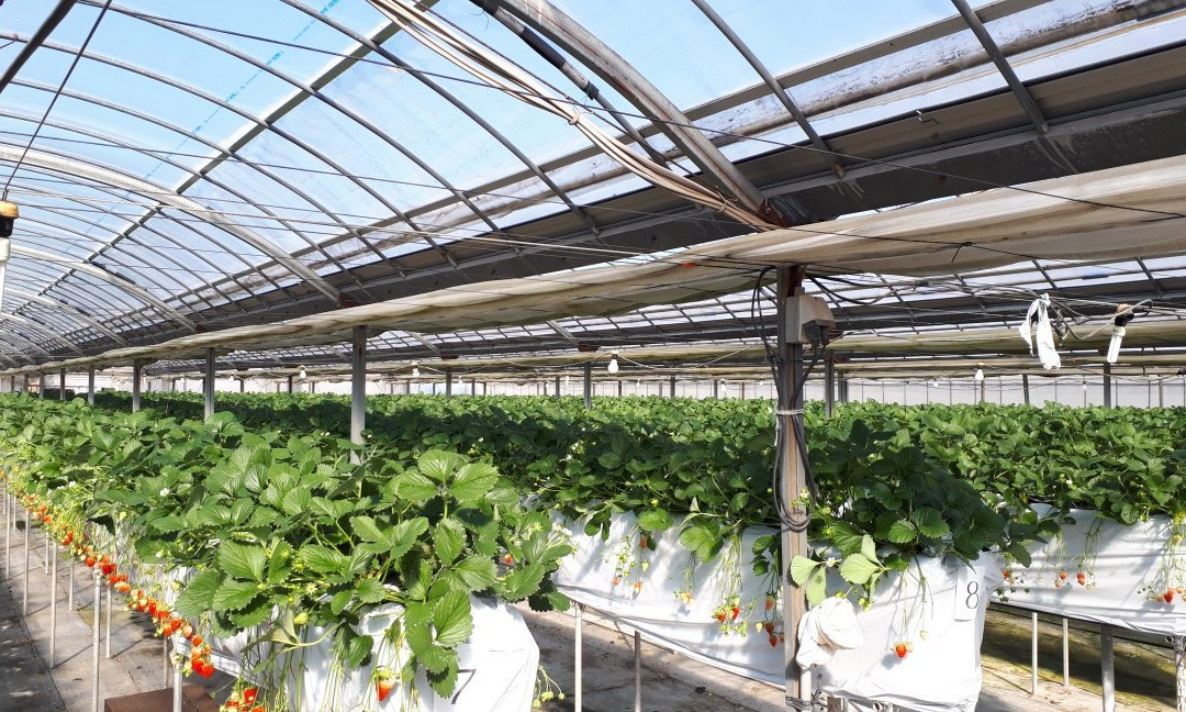 Sawada Farm-半田市必去景点