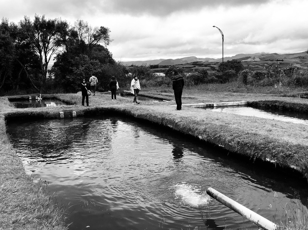 Laguna de Cumbal-Cumbal必去景点