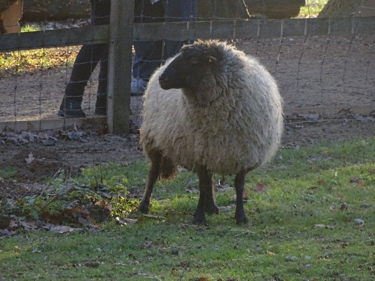 Tier- und Pflanzenpark Fasanerie