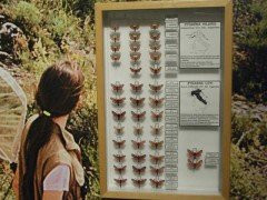 Museo Entomologico nel Regno delle Farfalle - Onlus景点图片