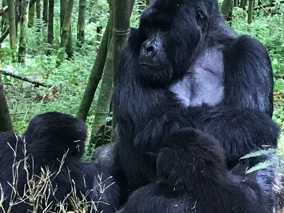 Nature Expeditions Africa-吉佳利必去景点