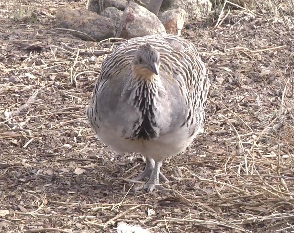 Yongergnow Australian Malleefowl Centre-Ongerup必去景点