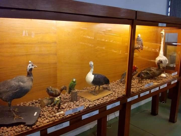 Natural Science Museum-瓜鲁柳斯必去景点