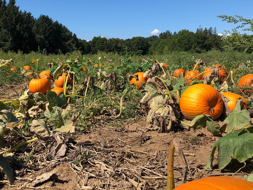 Frootogo Orchards-Waterdown必去景点