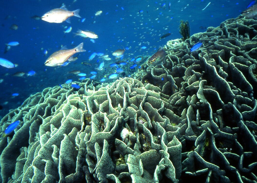 Tatsukushi Marine Sightseeing (Glass-bottomed Boat)-土佐清水市必去景点