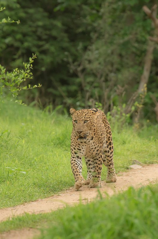 Wild Trail Safari-斋蒲尔必去景点