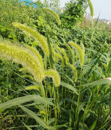 济南华山-济南市必去景点