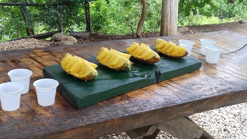 Pinilla Canopy Tour景点图片