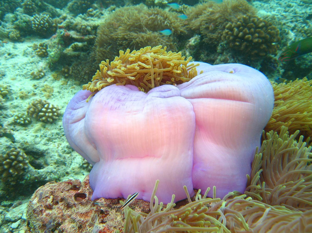 Sunshine Diving-Trincomalee必去景点