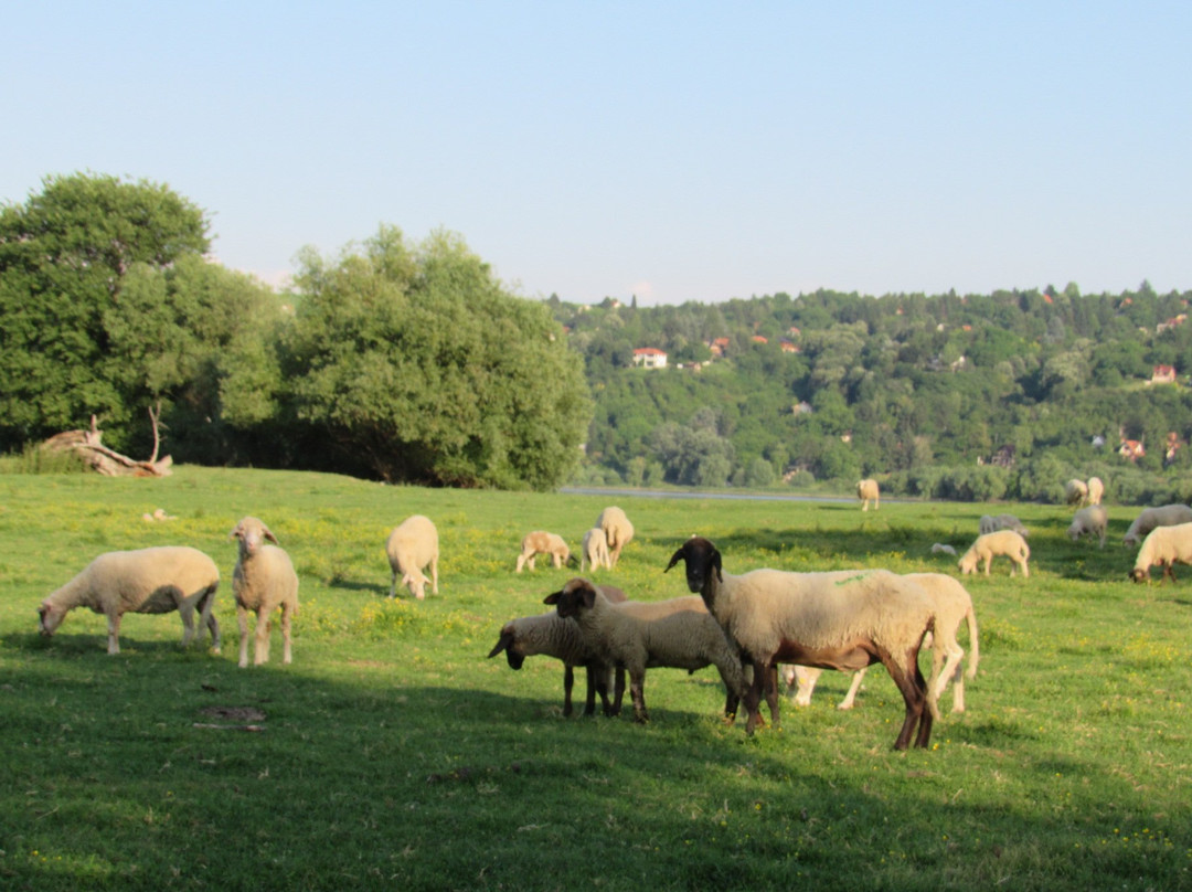 Krcedin旅游攻略图片
