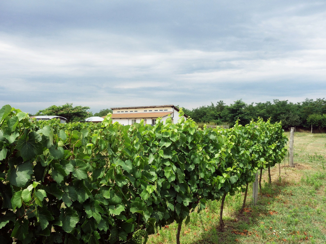 Prisoe Winery景点图片