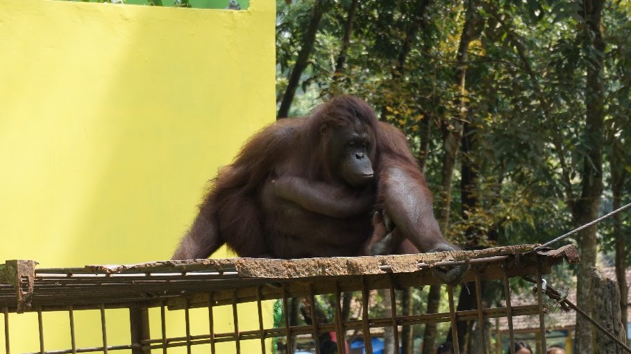 Seruling Mas Wildlife Park景点图片