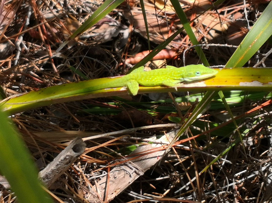 Pineland Trail-大沼泽国家公园必去景点