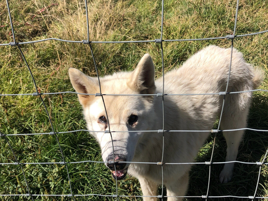 Huskyromi Wolf Sanctuary-伯利恒必去景点