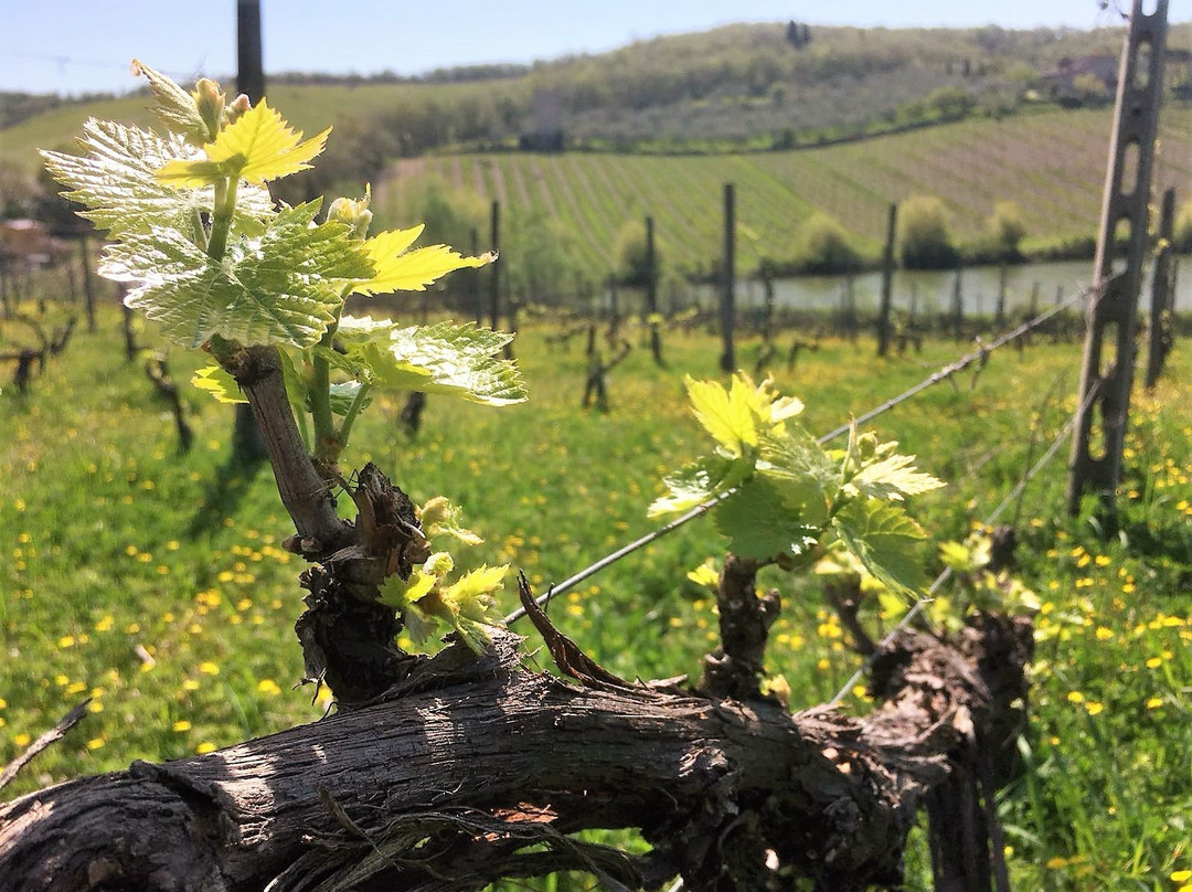 Fattoria Vignavecchia-拉达因基安蒂必去景点