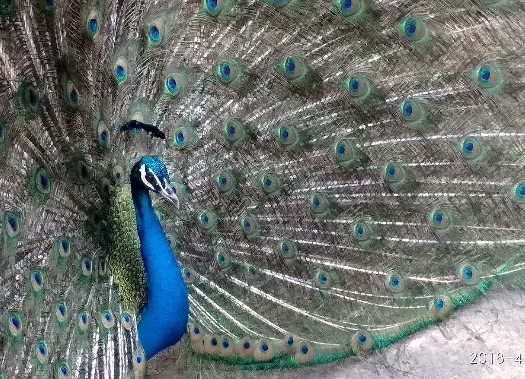 Tata Steel Zoological Park景点图片