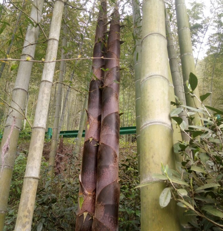 宣城泾县月亮湾-泾县必去景点