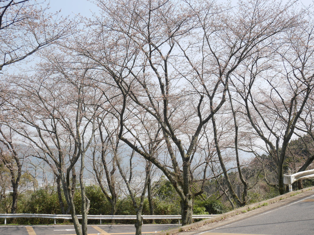 Cherry Trees in Kagamiyama-唐津市必去景点