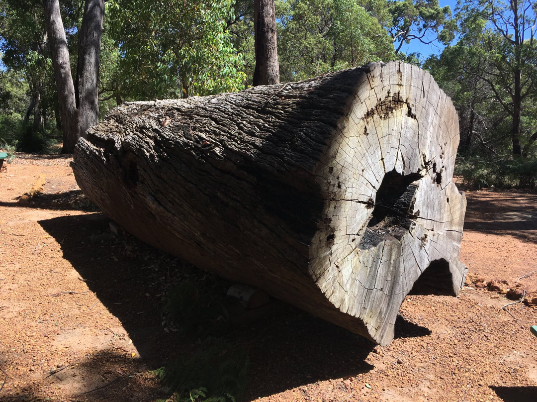 Jarrahdale Indicator Pole and Log景点图片