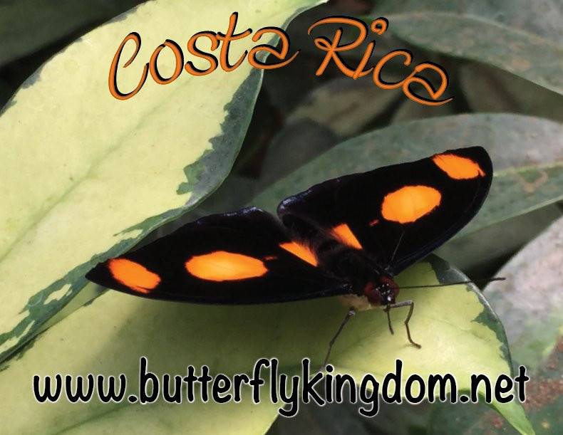 Butterfly Kingdom景点图片