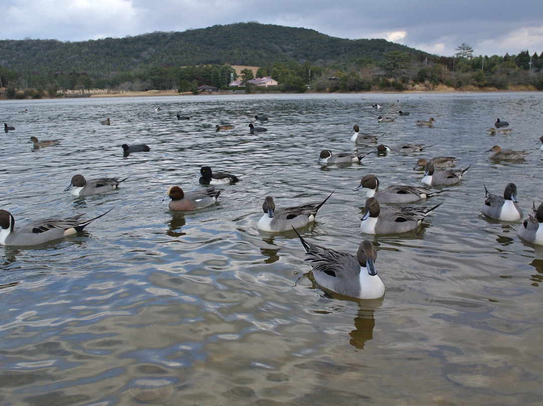 Kamoike Park-小野市必去景点