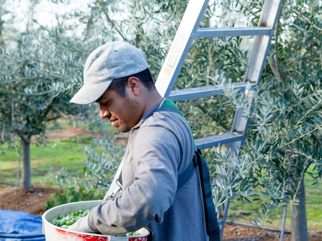 American Olive Farmer, Home of Lucero Olive Oil-Corning必去景点
